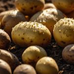 Оброблені картопляні бульби під світлом золотого часу, з краплями ліків, що стимулюють ріст, на розмитому фоні поля.