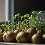 Зелені паростки з картопляних очок у м'якому світлі квартири, що символізують новий початок та зростання.
