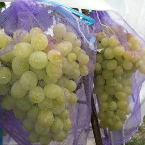 Сітка для захисту винограду 2 кг (22*33см) 50шт/уп, фіолетова
