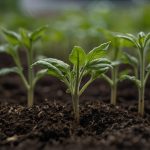 Томати з жовтими листками та витягнутими стеблами ростуть у квітнику, демонструючи багатогранність природи.